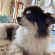 めりあの画像