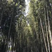 Naoaki Itoの画像