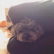チョコ