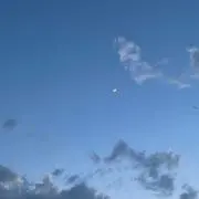 ぴこの画像