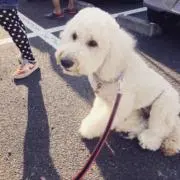 ひやりんの画像
