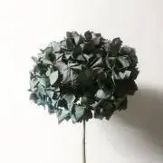 Tの画像