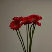hanaの画像
