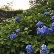 えまの画像
