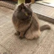 ミミの画像