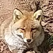 緋ギツネ 只今断捨離中の画像