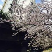 ひまじん