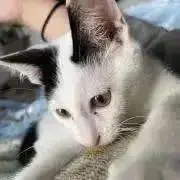 れい