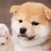 きく
