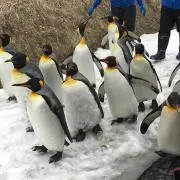 プイ