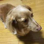 しもちゃん