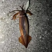 れいくどんの画像