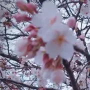 Aya