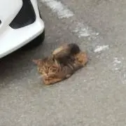 ね