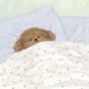 めぽの画像