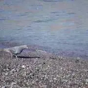 はるの画像