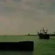 ネコライブの画像
