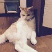 メロポンの画像