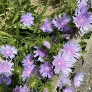 ゆうゆう（平日発送）の画像