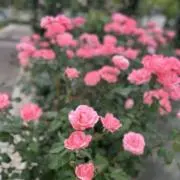 little lace flowerの画像