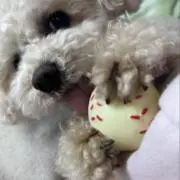 くまちひの画像