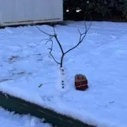 Azの画像