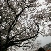 。 由り菜の画像