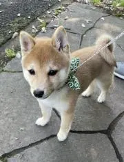 しばの画像