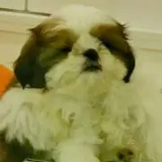 こあ