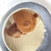 ATの画像