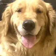 さくら