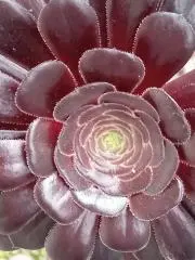 ルナ