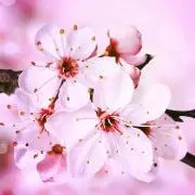 カイン
