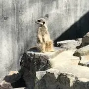 zooの画像