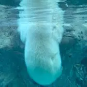 あいこ