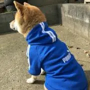 こっとんの画像
