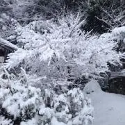 ポポロ