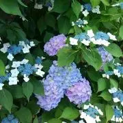 楓