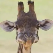 ベンジーの画像