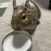 かるしふぁーの画像