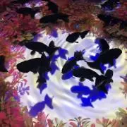 tacotacoの画像