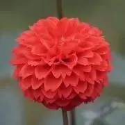 やんちゃんの画像