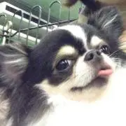 チワワ