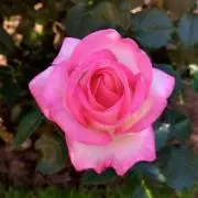 ダイアン | 다이안 ㅣDianne