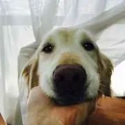 ゆずピ【ご購入前にプロフご確認ください】の画像
