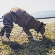 先ずマズメの画像