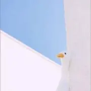 ふうの画像