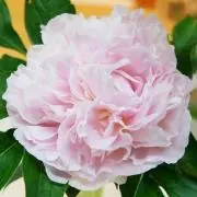 ioの画像