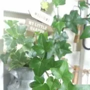 金木犀