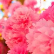 mizapizaの画像